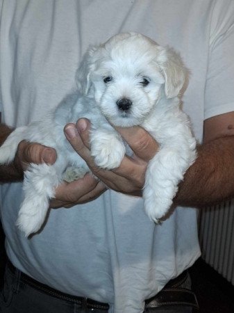 Bichon Havanese