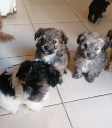 Yorki és havanese