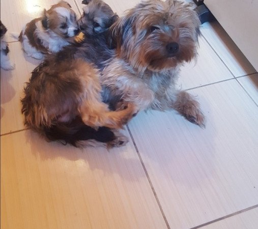 Yorki és havanese