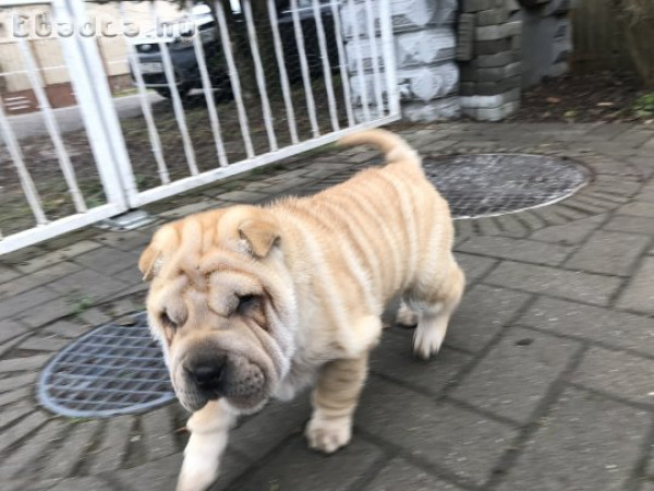 Shar-pei kiskutyák gazdira várnak