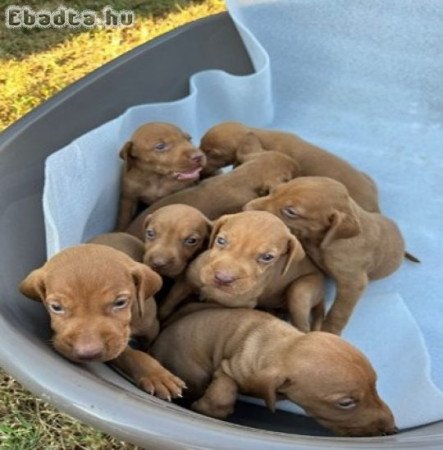 Hungarian vizle puppies