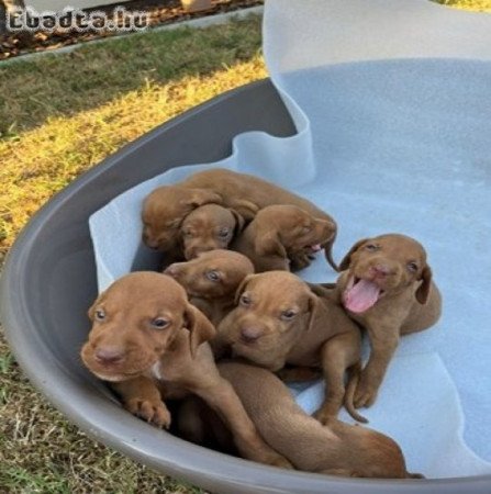 Hungarian vizle puppies