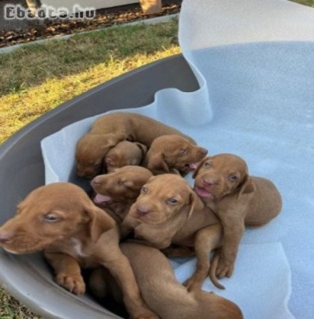 Hungarian vizle puppies