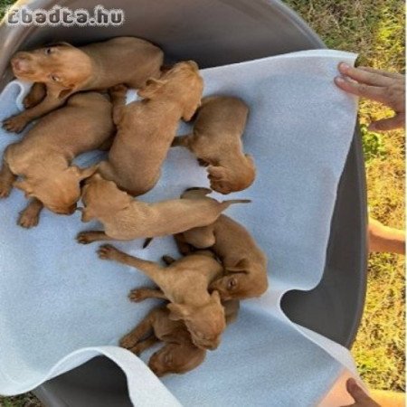 Hungarian vizle puppies