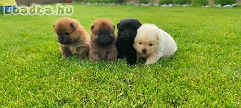 Chow-chow eladó