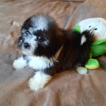 Bichon havanese