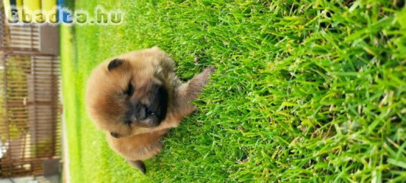 Chow-chow eladó