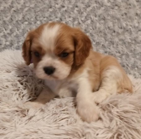 Cavalier King Charles spániel