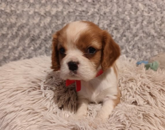 Cavalier King Charles spániel