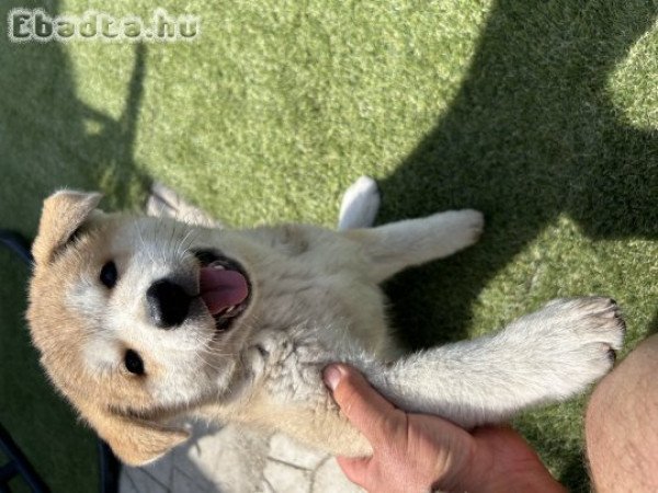 Japán Akita szuka kiskutyák eladó