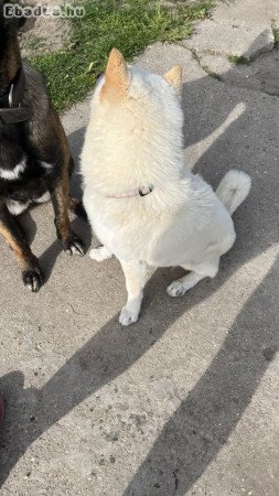 Japán akita inu eladó