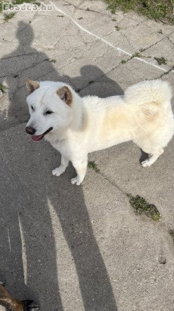 Japán akita inu eladó