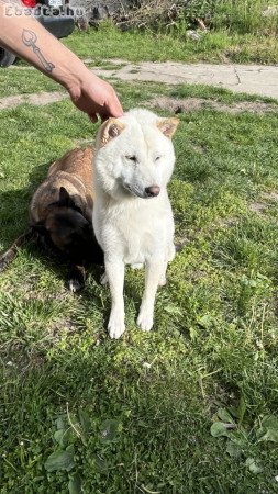 Japán akita inu eladó