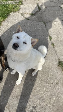 Japán akita inu eladó