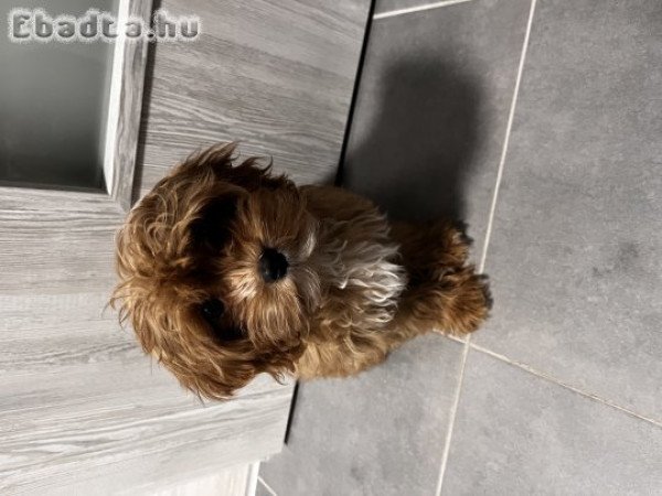 Cavapoo