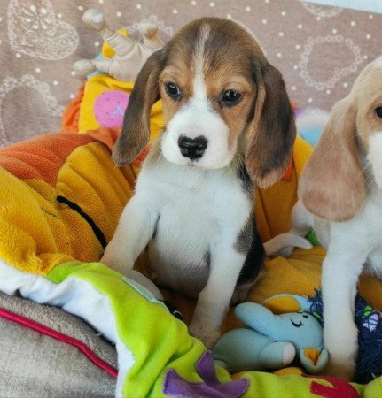 Beagle