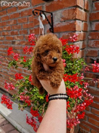 TOY RED AND APRICOT POODLES