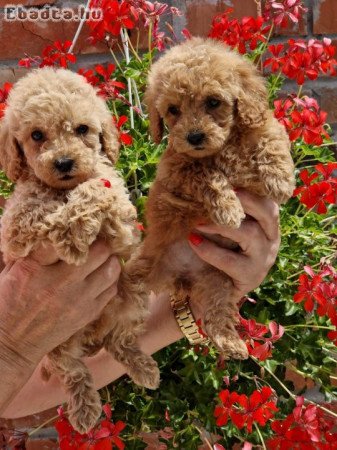 TOY RED AND APRICOT POODLES