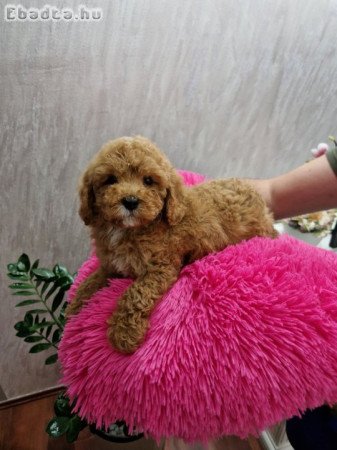 TOY RED AND APRICOT POODLES