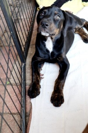 Catahoula Leopárdkutya