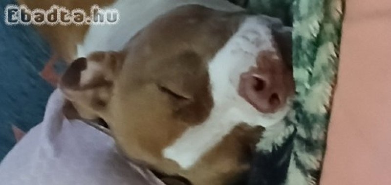 Fajtatiszta pitbull kislány kutya