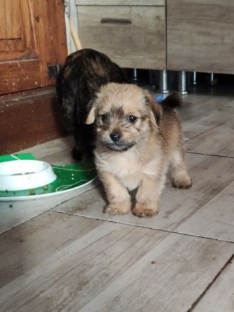 Bichon havanese