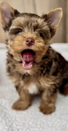 Yorkshire terrier