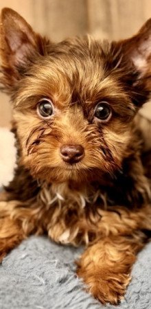 Yorkshire terrier