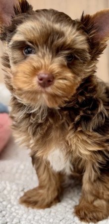 Yorkshire terrier