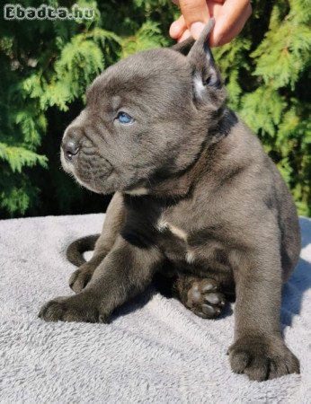 CANE CORSO puppies