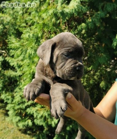 CANE CORSO puppies