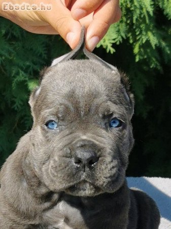 CANE CORSO puppies