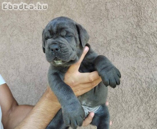 CANE CORSO puppies