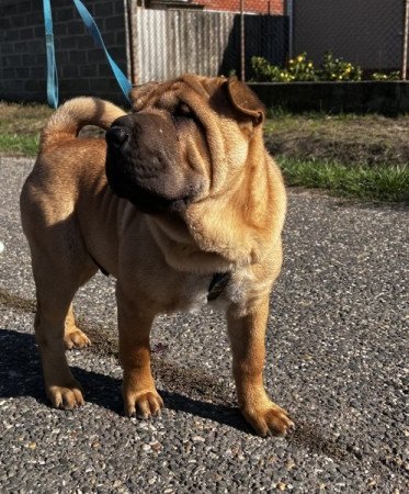 Shar pei