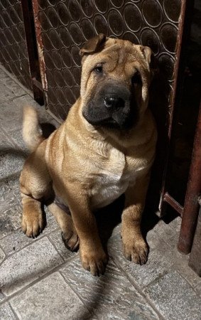 Shar pei