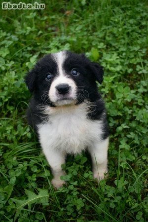 Border collie kan kiskutyák