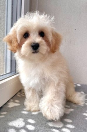 Maltipoo maltai selyem es torpe uszkar