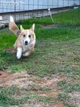 Male Welsh Corgi puppy