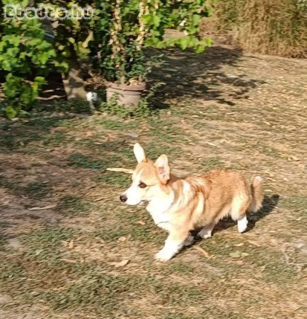 Male Welsh Corgi puppy