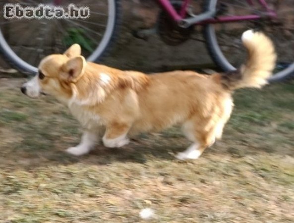 Male Welsh Corgi puppy