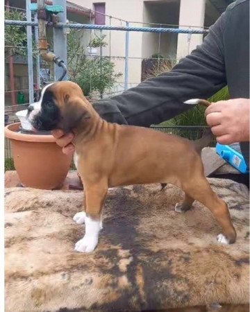 Boxer