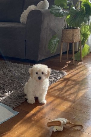 Maltipoo maltai selyem es torpe uszkar