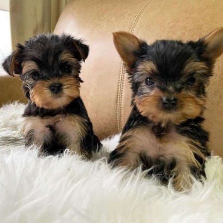 Yorkshire terrier