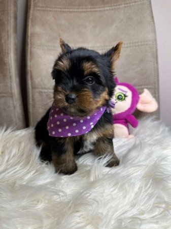 Mini és extra mini Yorkshire terrier