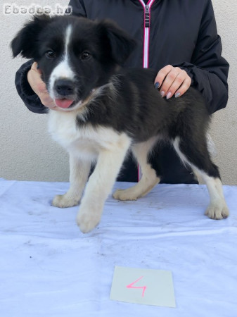 Border Collie fajtiszta jellegű kiskutyák