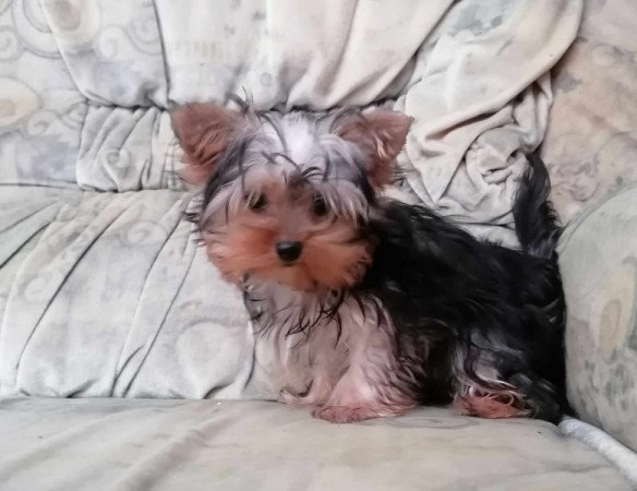 Yorkshire terrier