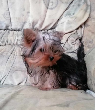 Yorkshire terrier