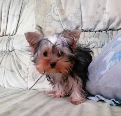 Yorkshire terrier