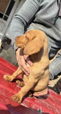 Magyar vizsla