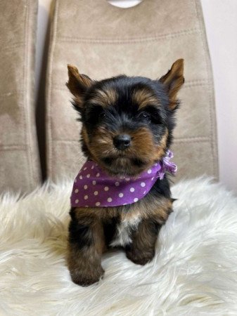 Mini és extra mini Yorkshire terrier